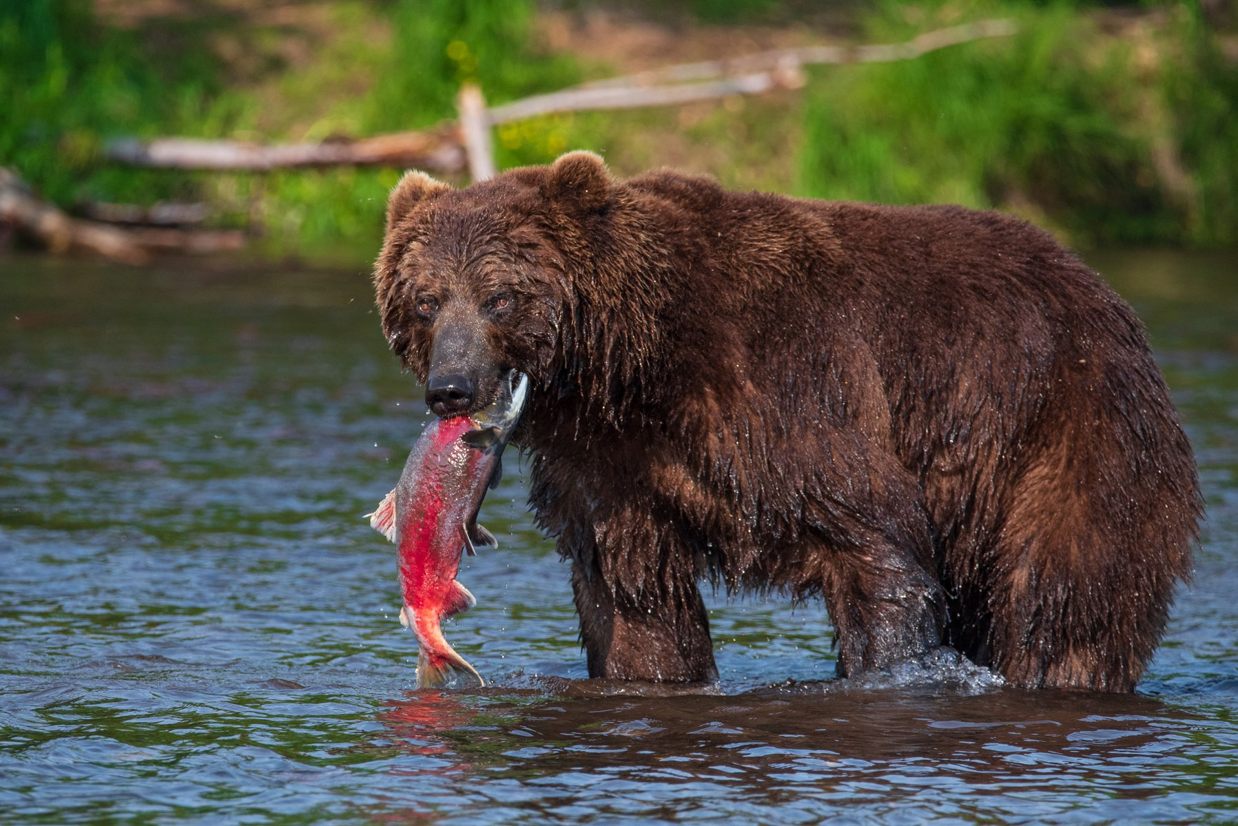 勘察加米8直升机库页湖观熊