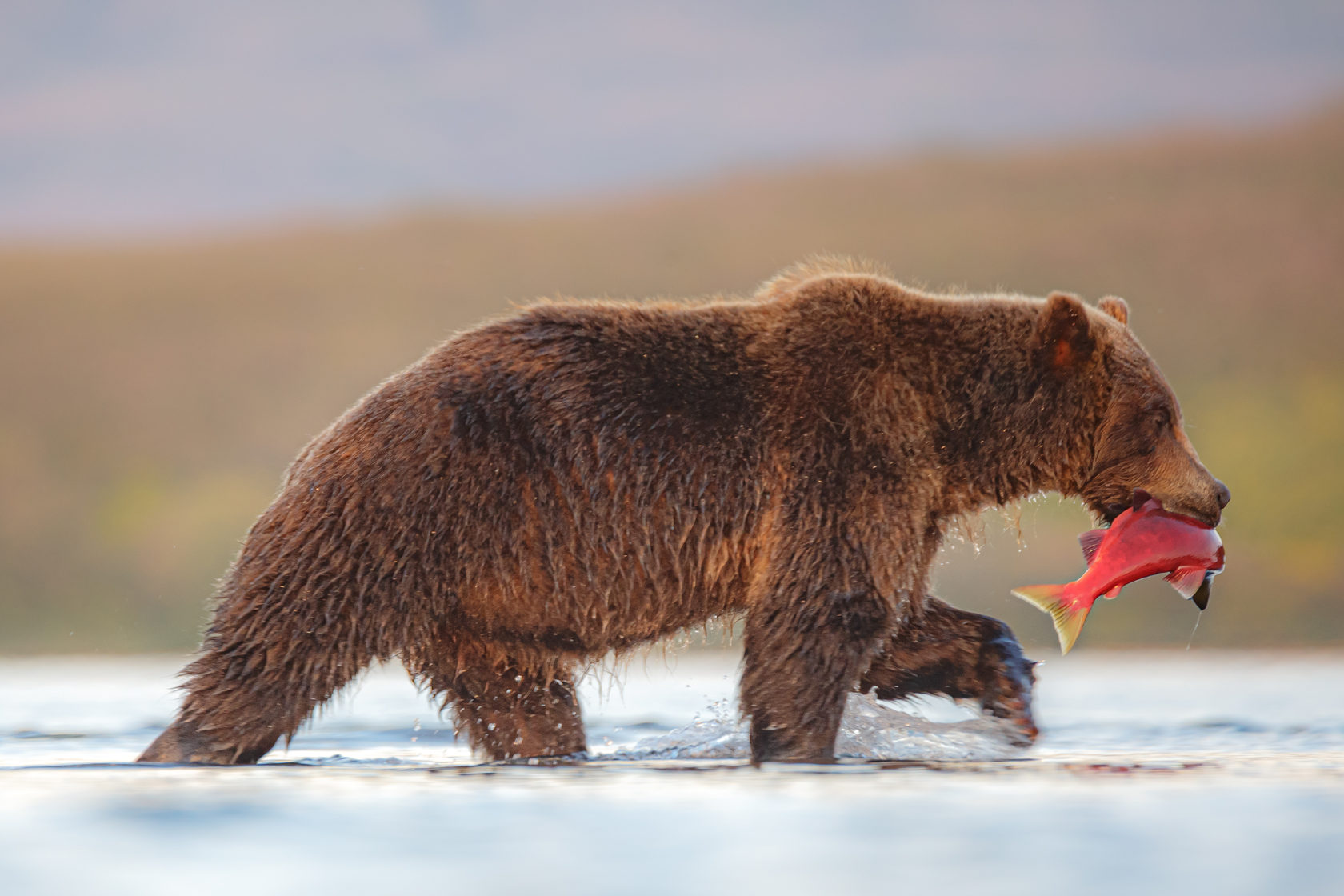 堪察加托尔马切瓦湖观熊